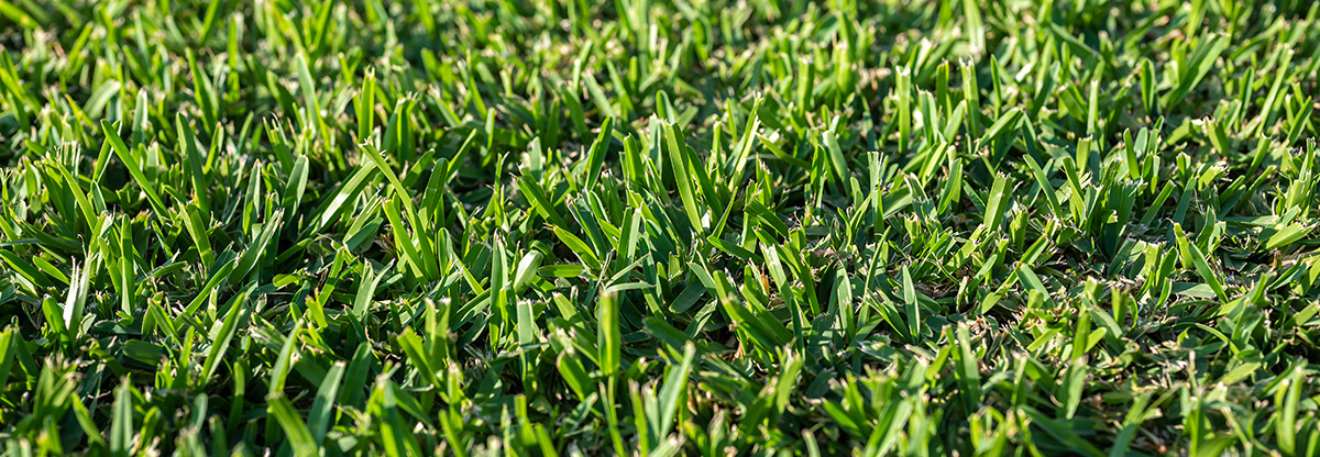 Kikuyu Turf Laying