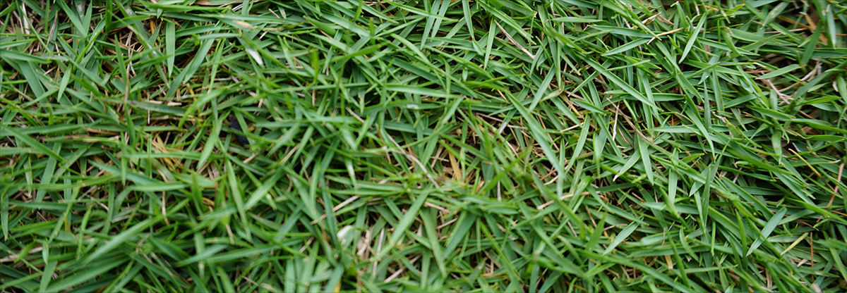 Zoysia Turf